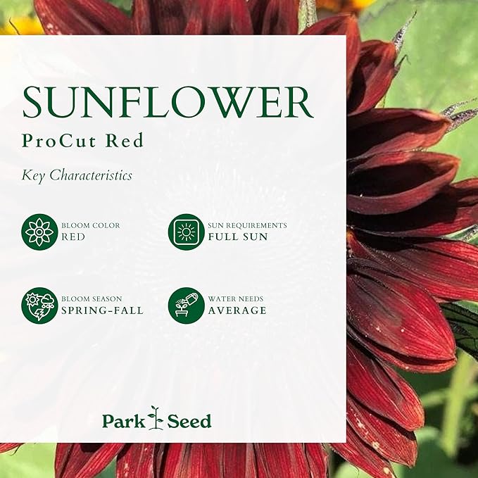 Park Seed ProCut Red Sunflower Seeds – Deep Red 4-Inch Blooms with Brown Centers, Easy to Grow