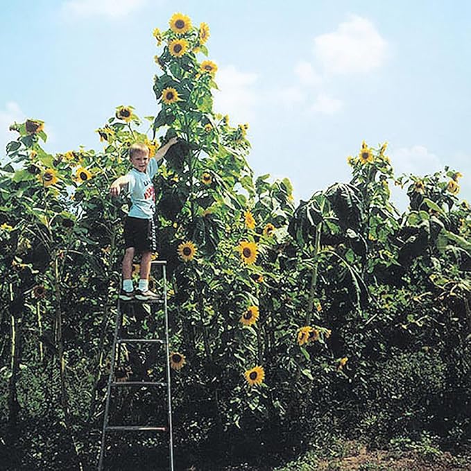 Skyscraper Sunflower Seeds -12' Tall Heirloom Sunflower - Attracts Bees and Butterflies - 10 Seeds
