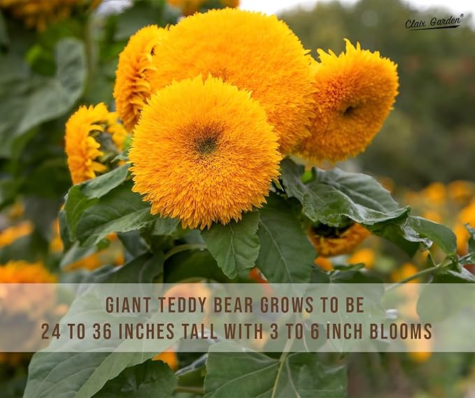 Sunflower Seeds - Giant Teddy Bear - 50 Seeds - Heirloom, Non-GMO, USA Grown, Excellent for
