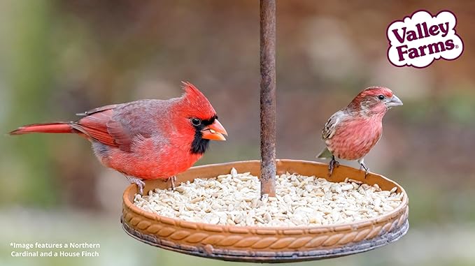 Valley Farms Whole Sunflower Hearts for Birds, Girasol Kernels Wild Bird Food, No Mess Wild Bird