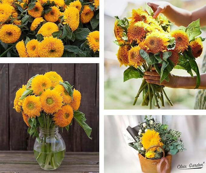 Sunflower Seeds - Teddy Bear - 50 Seeds - Heirloom, Non-GMO, USA Grown, Excellent for Pollinators
