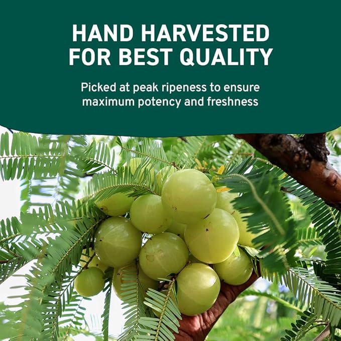 HANDPICK Organic Amla Powder (14oz) Amalaki, USDA Organic, Non-GMO | 100% Raw and Natural - Lab