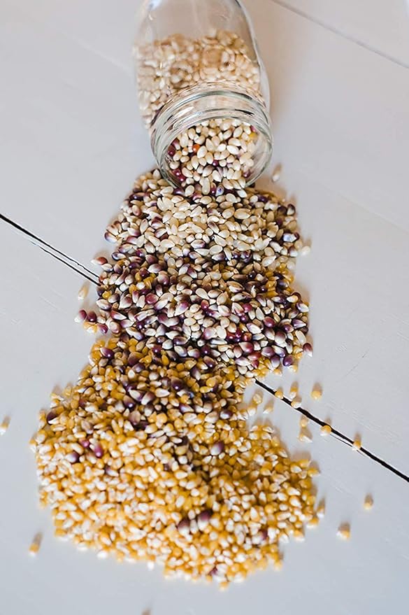 Amish Country Popcorn | 3-1 lb Bags | 1 lb Baby White, 1 lb Ladyfinger, and 1 lb Purple Popcorn
