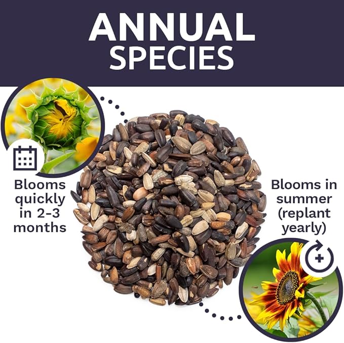 Autumn Beauty Sunflower Seeds – Bulk 1/4 Pound Bag – Over 5,000 Open Pollinated Non-GMO Wildflower