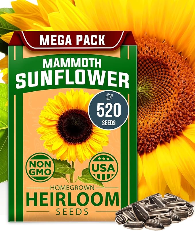 HOME GROWN 𝗨𝗦𝗔 Sunflower Seeds to Plant | 520+ Giant Mammoth Sunflower Seeds for Planting Bulk