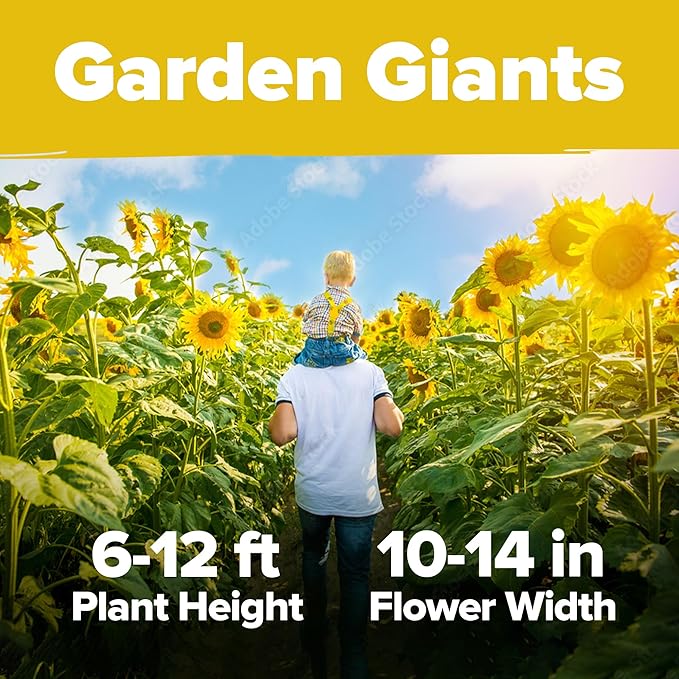 HOME GROWN 𝗨𝗦𝗔 Sunflower Seeds to Plant | 520+ Giant Mammoth Sunflower Seeds for Planting Bulk