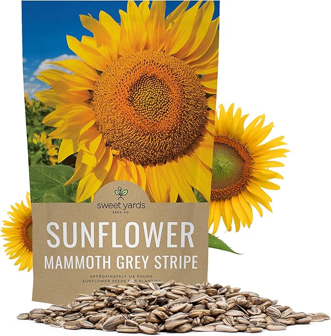 Mammoth Grey Stripe Sunflower Seeds for Planting – Bulk Quarter Pound Bag – Over 1,000 Open