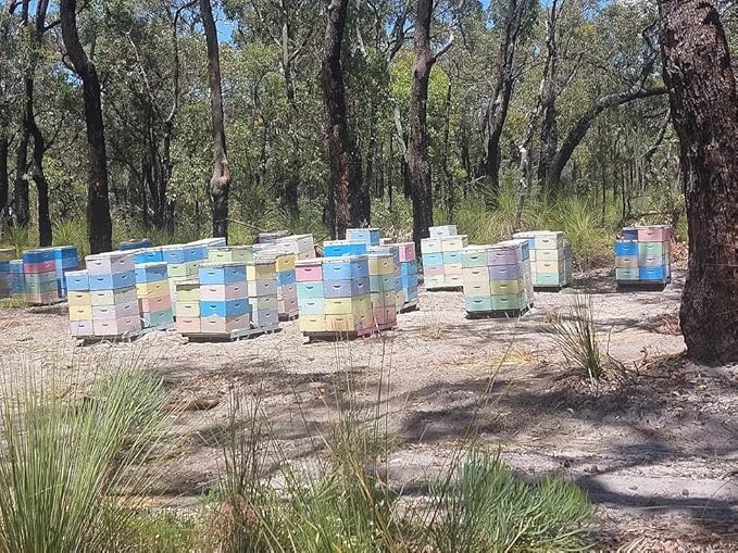 Jarrah Honey TA 30+ - 250 g / 8.8 oz Jarrah Honey is nectar gathered by bees from the flowers of
