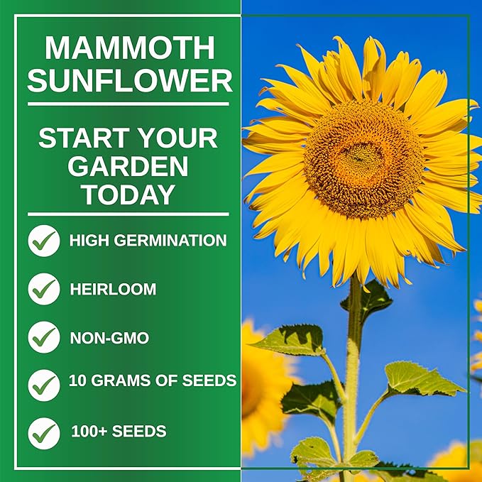 TKE Farms & Gardens - Mammoth Sunflower Seeds for Planting, 100+ Non-GMO Heirloom Seeds, Grow