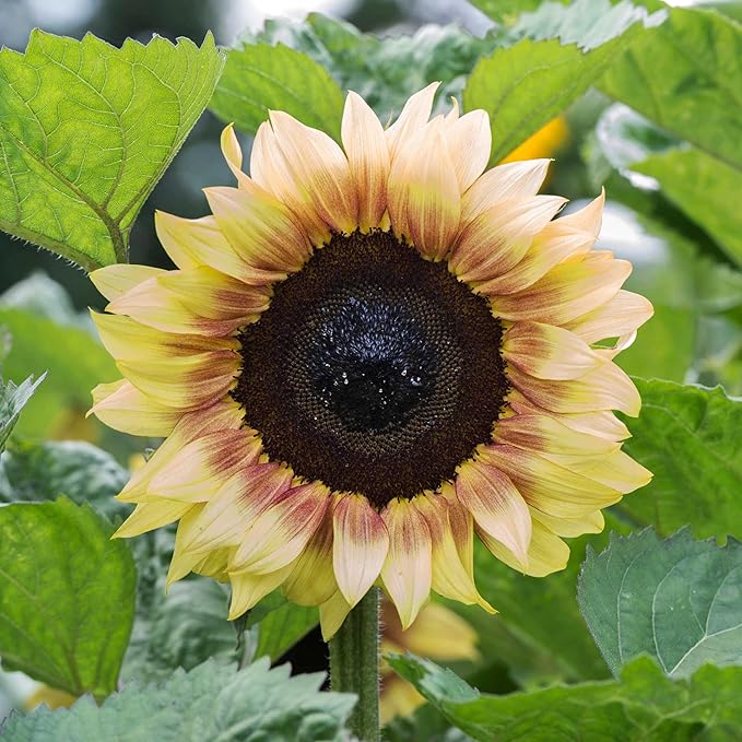 Park Seed ProCut Red/Lemon Bi-Colour Sunflower Seeds – Bold Red Petals with Lemon Tips, Easy to