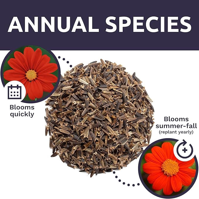 Mexican Sunflower Seeds – Extra Large Packet – Over 2,500 Open Pollinated Non-GMO Wildflower Seeds