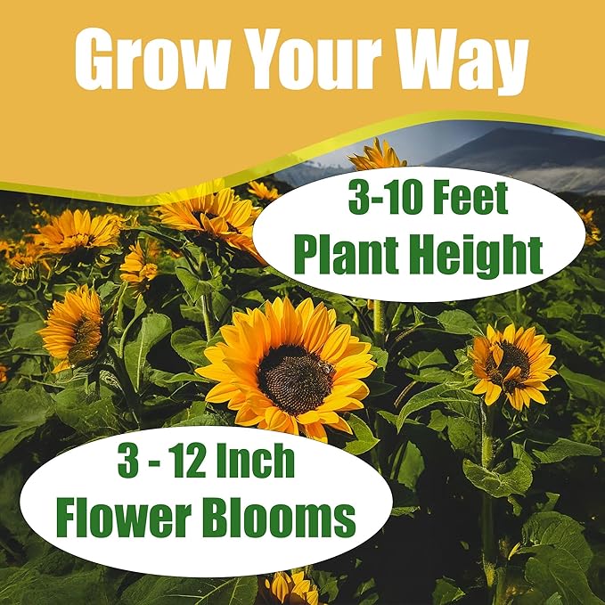 Park Seed Velvet Queen Sunflower Seeds – 8-Inch Multicolor Blooms in Shades of Yellow, Orange, and