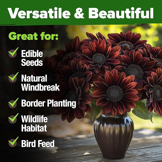 HOME GROWN Chocolate Cherry Sunflower Seeds – 75 𝗡𝗢𝗡-𝗚𝗠𝗢 𝗨𝗦𝗔 Heirloom Seeds for Planting
