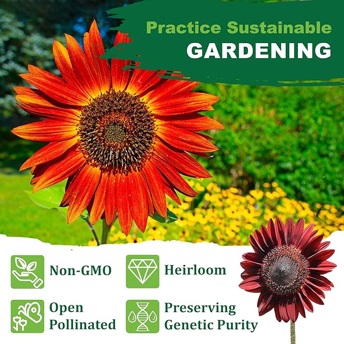 TKE Farms & Gardens - Chocolate Cherry Sunflower Seeds for Planting, 50+ Heirloom Non-GMO Seeds