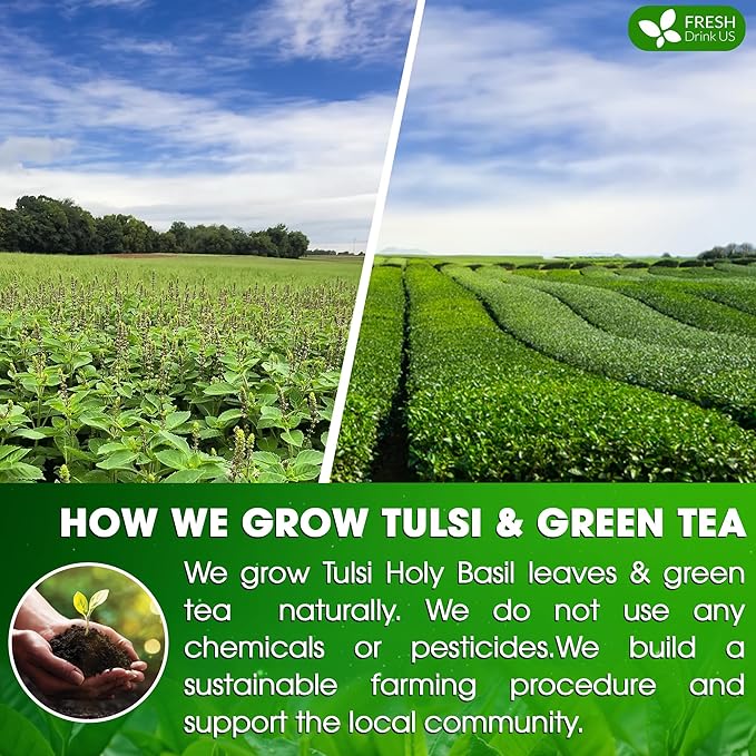 FreshDrinkUS, Premium 55 Tulsi Green Tea Bags, 100% Natural, Blend of Tulsi Holy Basil Leaves, and