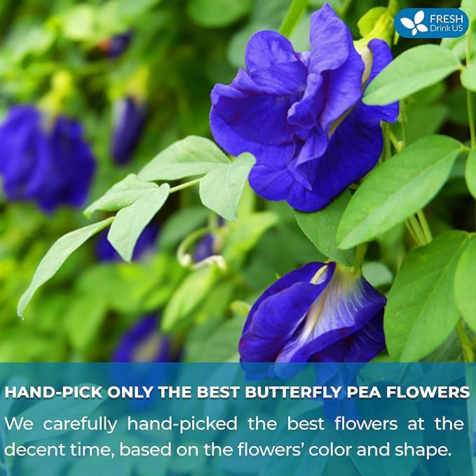 FreshDrinkUS, Premium 75 Tea Bags Blue Butterfly Pea Flowers, 100% Natural and Pure from Butterfly