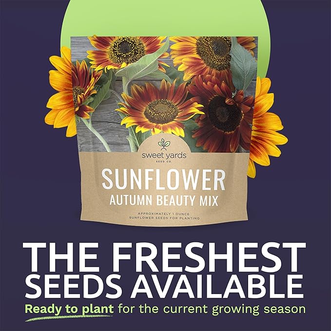 Autumn Beauty Sunflower Seeds – Extra Large Packet – Over 1,400 Open Pollinated Non-GMO Wildflower
