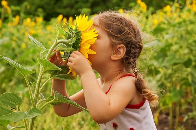 NatureZ Edge 2600+ Sunflower Seeds for Planting Bulk Variety Pack, Get More Sunflower Seeds to