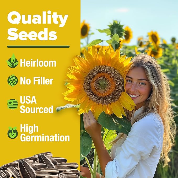 HOME GROWN 𝗨𝗦𝗔 Sunflower Seeds to Plant | 520+ Giant Mammoth Sunflower Seeds for Planting Bulk