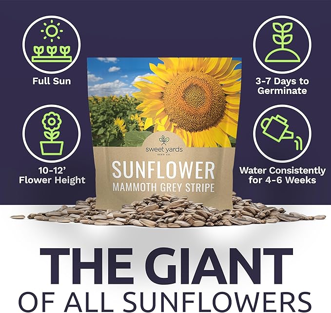 Mammoth Grey Stripe Sunflower Seeds for Planting – Extra Large Packet – Over 250 Open Pollinated