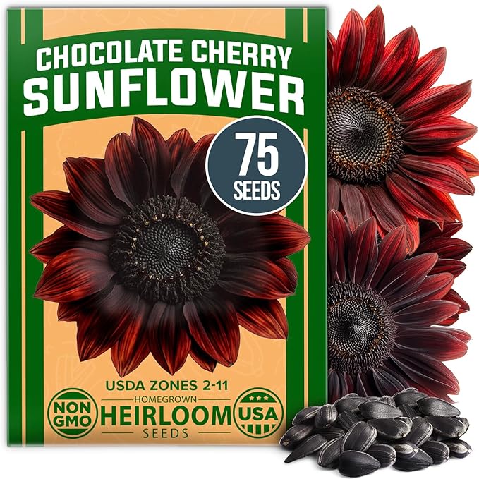 HOME GROWN Chocolate Cherry Sunflower Seeds – 75 𝗡𝗢𝗡-𝗚𝗠𝗢 𝗨𝗦𝗔 Heirloom Seeds for Planting