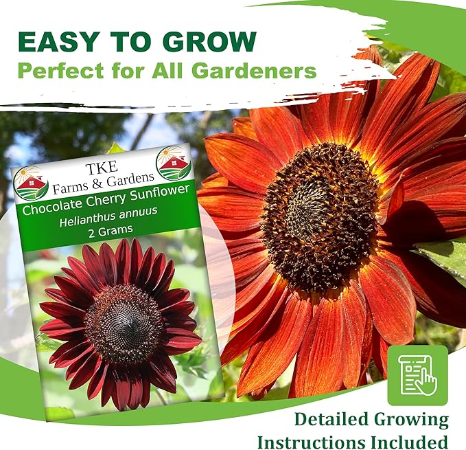 TKE Farms & Gardens - Chocolate Cherry Sunflower Seeds for Planting, 50+ Heirloom Non-GMO Seeds