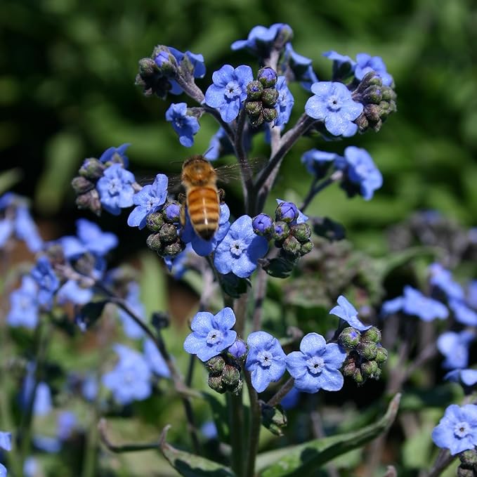 Bentley Seed Co. Thank You Packet - Help Us Grow Forget Me Not - 25 Seed Packets - Perfect