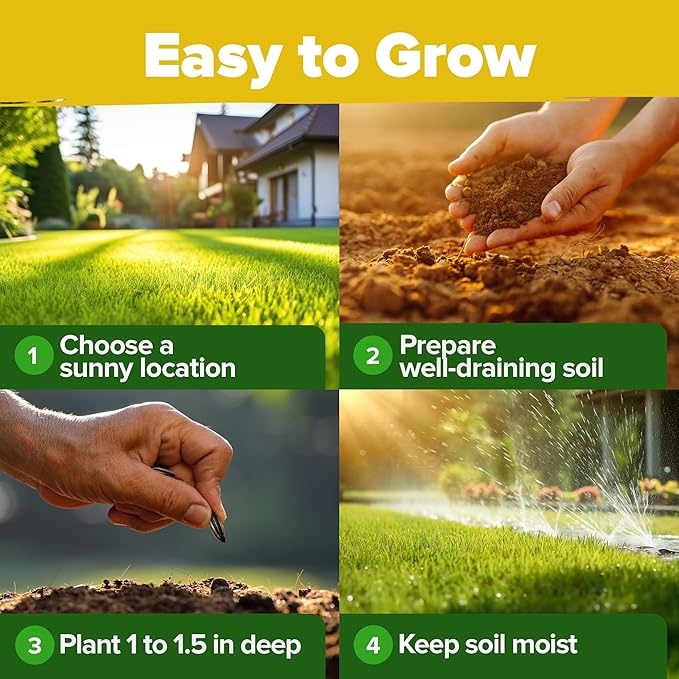 Home Grown Sunflower Seeds for Planting | 8 Varieties |1000+ Non-GMO Sun Flower Seeds Packets to