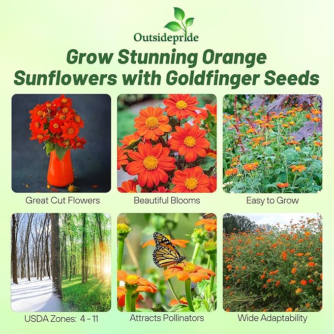 Outsidepride Goldfinger Mexican Sunflower Seeds - 1000 Pcs Annual, Easy-to-Grow, Orange Tithonia