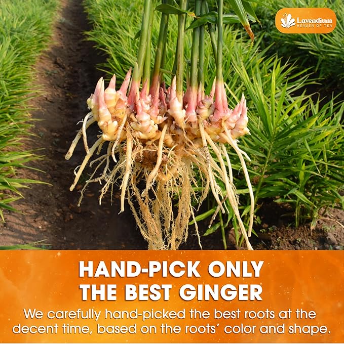 Lavendium, Premium 25oz (1.56 lbs) Ginger Powder ??Ground Ginger Root ??Pure, No Additives ??Ideal