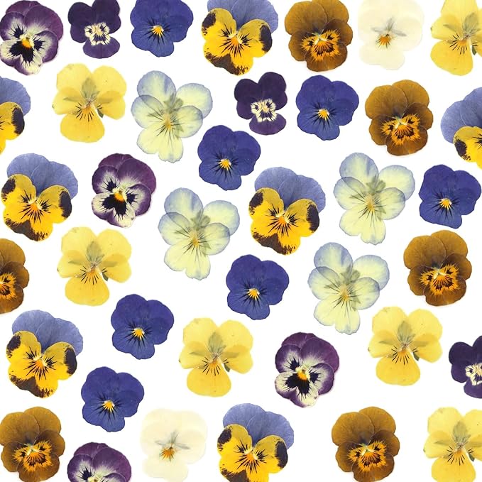64 Pcs Dried Pressed Viola Flowers, 8 Color Gradient Purple Blue Yellow White, for Resin DIY Art