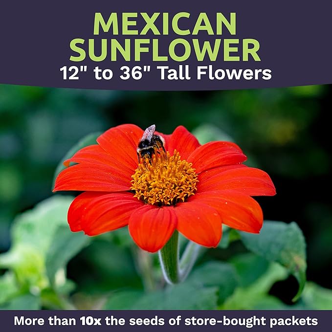 Mexican Sunflower Seeds – Extra Large Packet – Over 2,500 Open Pollinated Non-GMO Wildflower Seeds