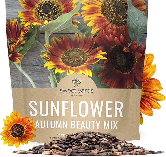 Autumn Beauty Sunflower Seeds – Extra Large Packet – Over 1,400 Open Pollinated Non-GMO Wildflower