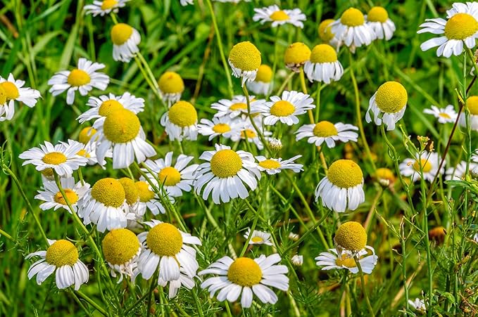 US Organic 100% Pure Blue Chamomile (German) Essential Oil - USDA Certified Organic, Steam