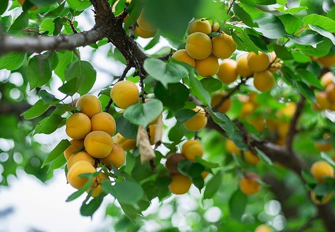 Cerez Pazari Dried Apricots Extra Jumbo Size, Turkish Premium Quality, Healthy Snack for Kids &