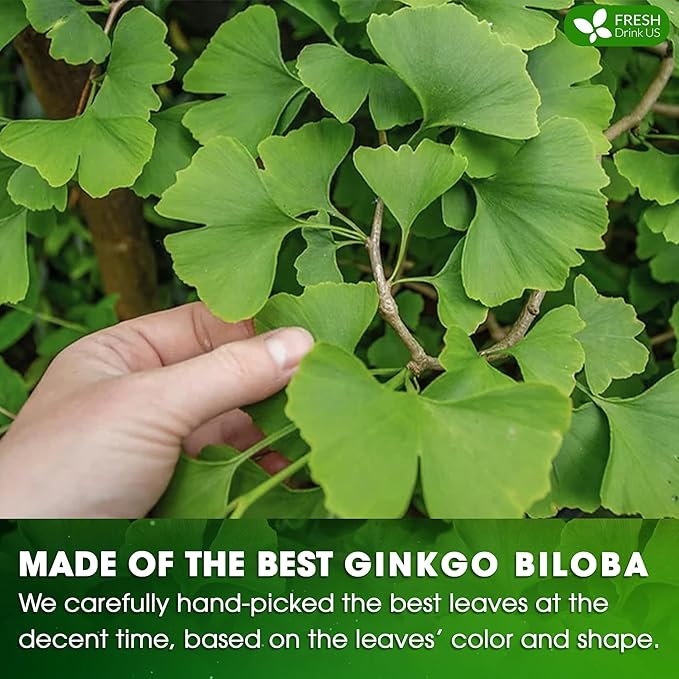 FreshDrinkUS, Premium 135 Ginkgo Biloba Leaf Tea Bags, 100% Natural & Pure from Ginkgo Biloba