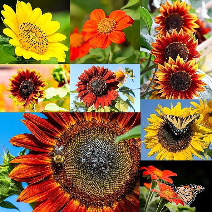 NatureZ Edge 5200+ Sunflower Seeds for Planting Bulk Variety Pack, Get More Sunflower Seeds to
