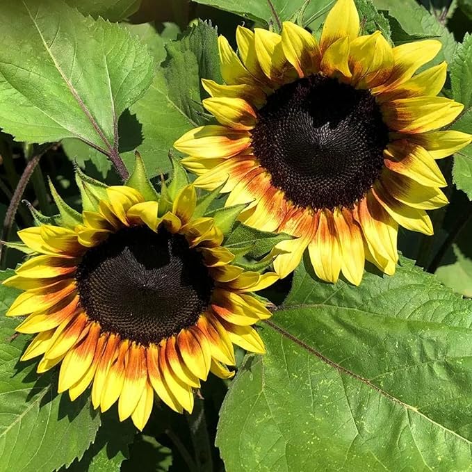 Park Seed ProCut Red/Lemon Bi-Colour Sunflower Seeds – Bold Red Petals with Lemon Tips, Easy to
