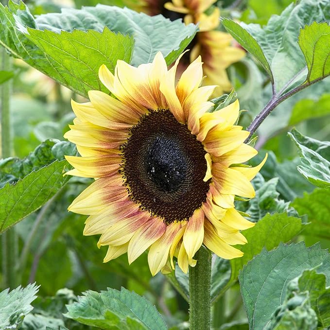 Park Seed ProCut Red/Lemon Bi-Colour Sunflower Seeds – Bold Red Petals with Lemon Tips, Easy to