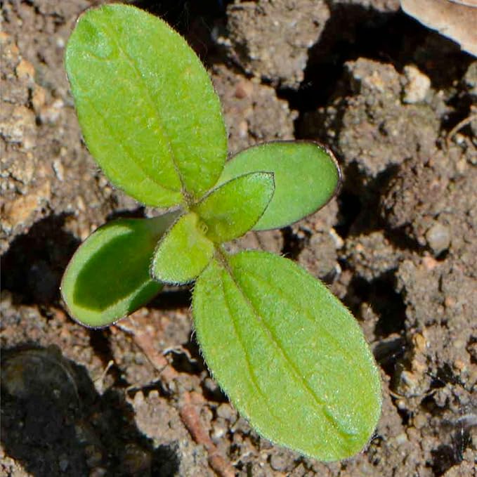 Seed Needs Sunflower Seeds for Planting The Original Crazy Blend | 1 Ounce 15+ Heirloom Varieties