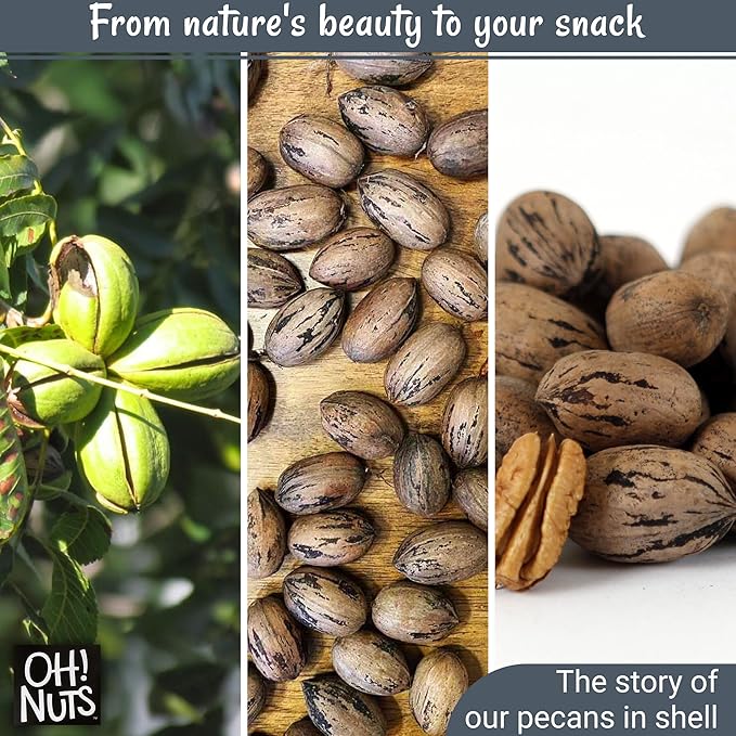 Oh! Nuts Pecans in Shell - Raw - 100% Natural - 2 lb - High-Protein Pecans - Packed in New York