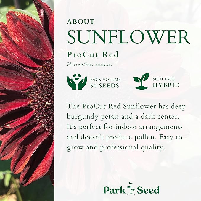 Park Seed ProCut Red Sunflower Seeds – Deep Red 4-Inch Blooms with Brown Centers, Easy to Grow