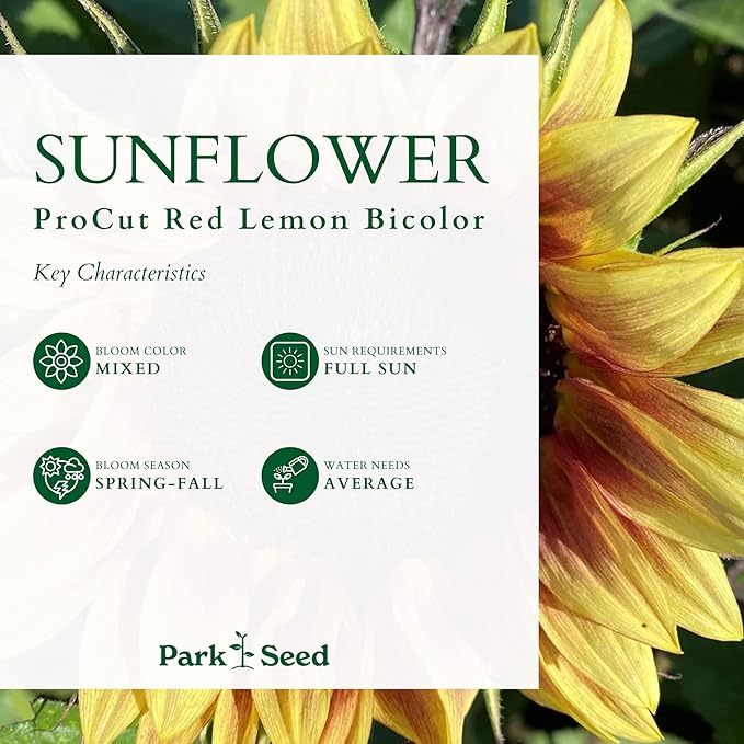 Park Seed ProCut Red/Lemon Bi-Colour Sunflower Seeds – Bold Red Petals with Lemon Tips, Easy to