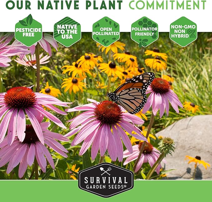 Survival Garden Seeds - Native Prairie Sunflower (Helianthus petiolaris) | Compact Drought Tolerant