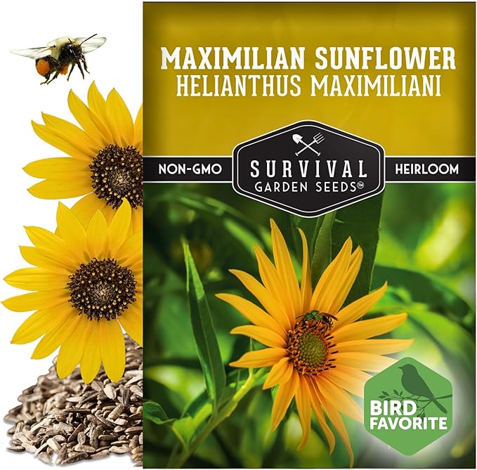 Survival Garden Seeds - Maximilian Sunflower (Helianthus maximiliani) | 10-Foot Prairie Giant |