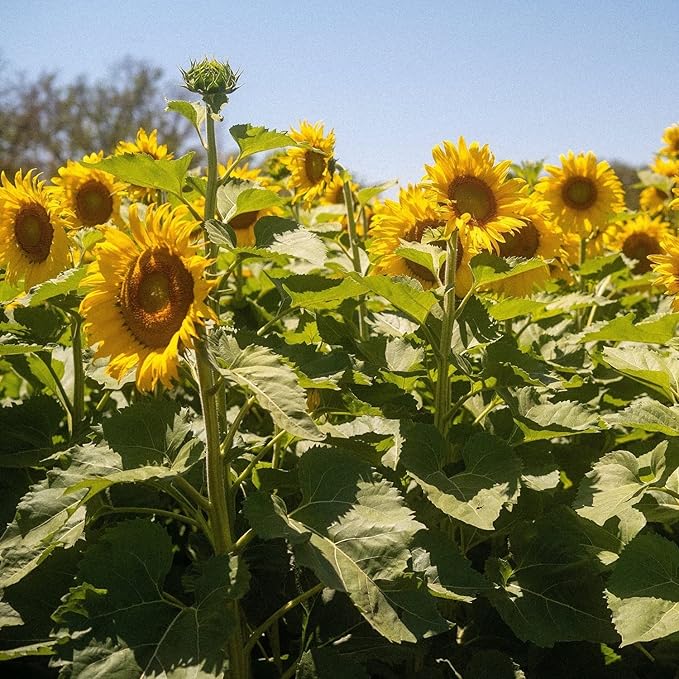 La Tourangelle, Organic High Oleic Sunflower Oil, Neutral Oil For Medium to High Heat Cooking and