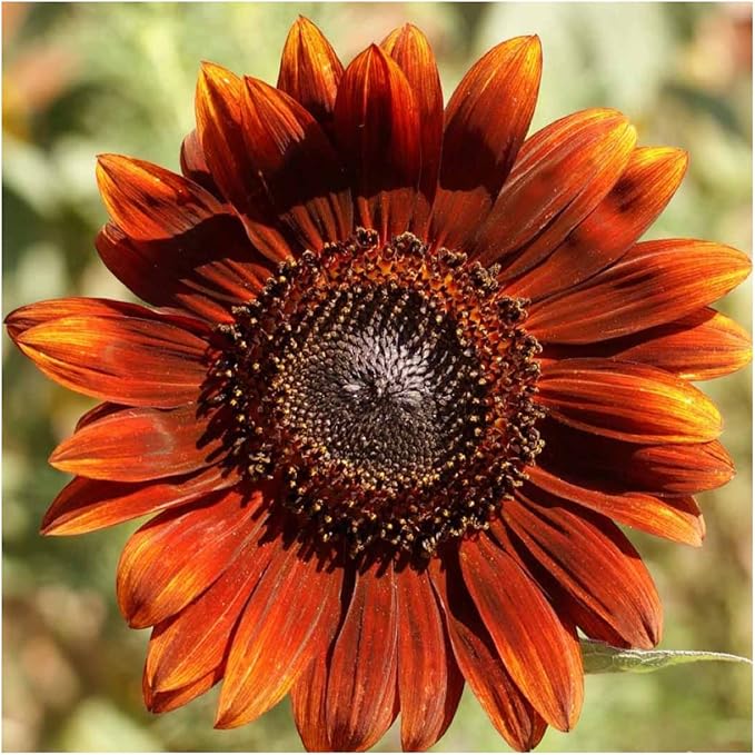 Seed Needs Sunflower Seeds for Planting an Outdoor Flower Garden - Heirloom & Open Pollinated