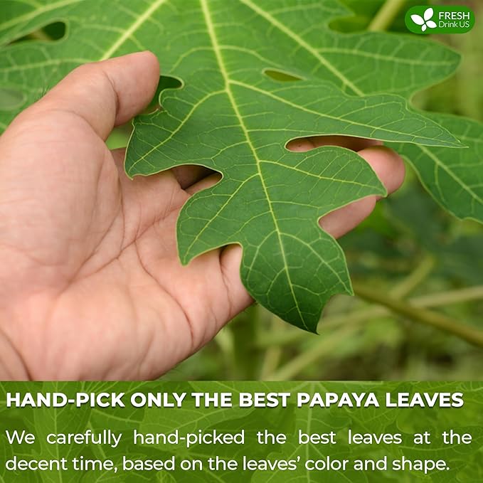 FreshDrinkUS, Premium 135 Papaya Leaf Tea Bags, 100% Natural & Pure from Papaya Leaves. Loose Leaf