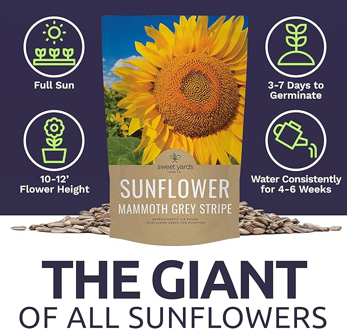 Mammoth Grey Stripe Sunflower Seeds for Planting – Bulk Quarter Pound Bag – Over 1,000 Open