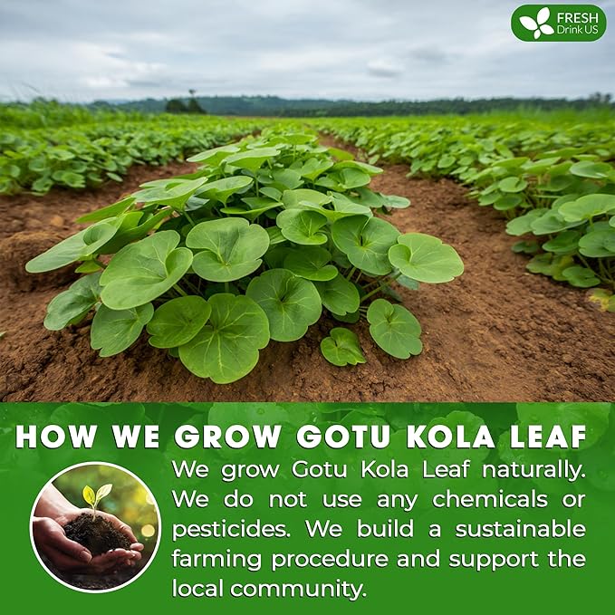 FreshDrinkUS, Premium Gotu Kola Leaf Tea ??40 Tea Bags | Pure Dried Centella Asiatica Leaves |